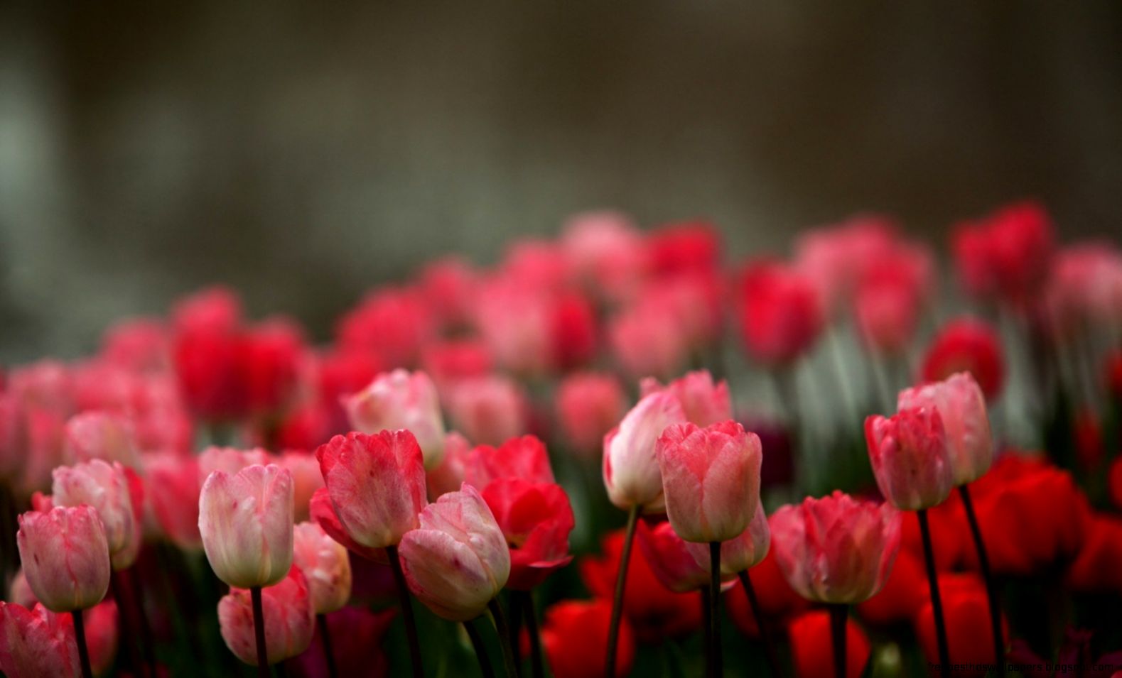 Blur Field Tulips HD Wallpaper FreeWallsUp Blur Field Tulips HD Wallpaper FreeWallsUp