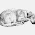  Ο σκύλος που κοιμάται και ο λύκος: μύθος του Αισώπου...