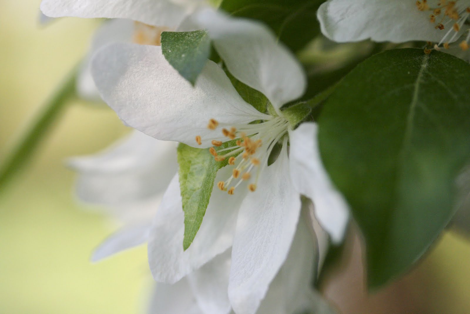 Bonsai Beginnings Flowering Quince S Blooms Outrace Leaves