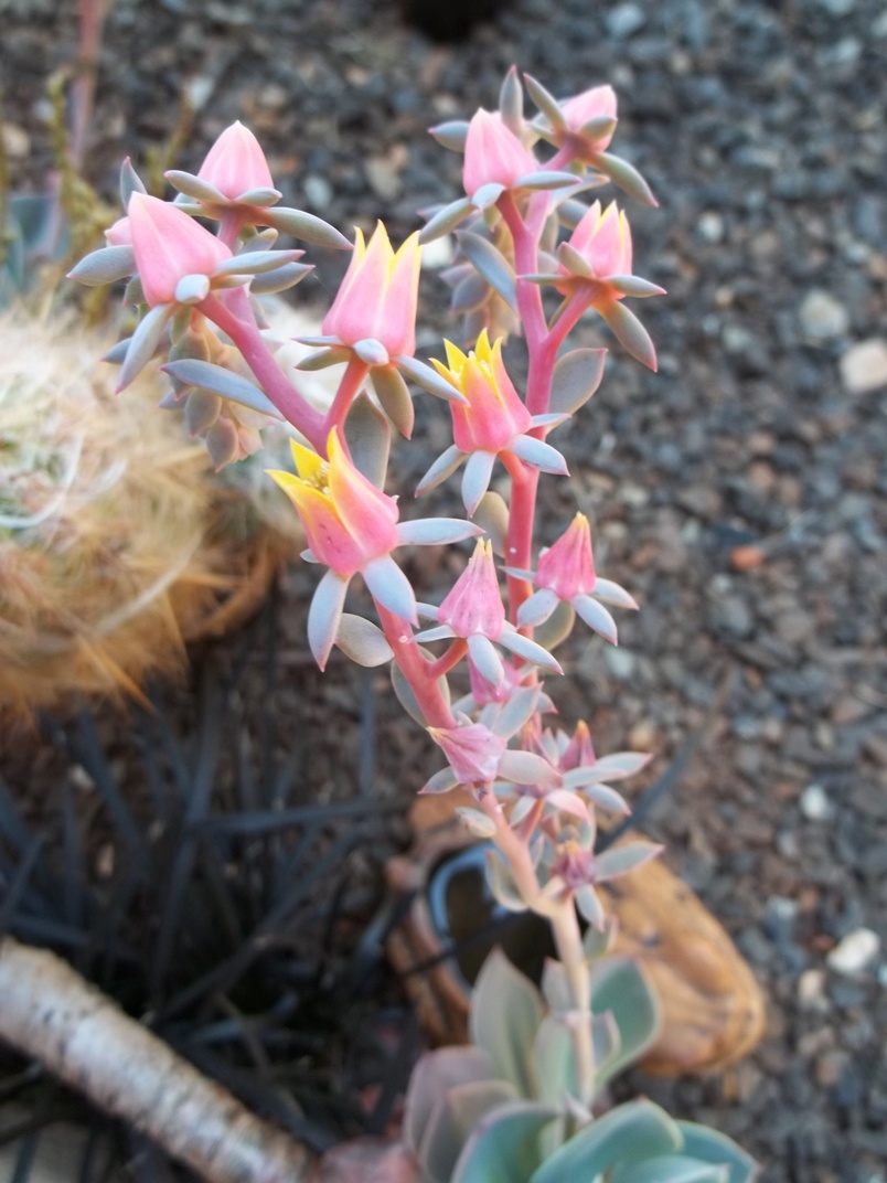 Hedgie's Nature Journal Echeverias Nature's wonders