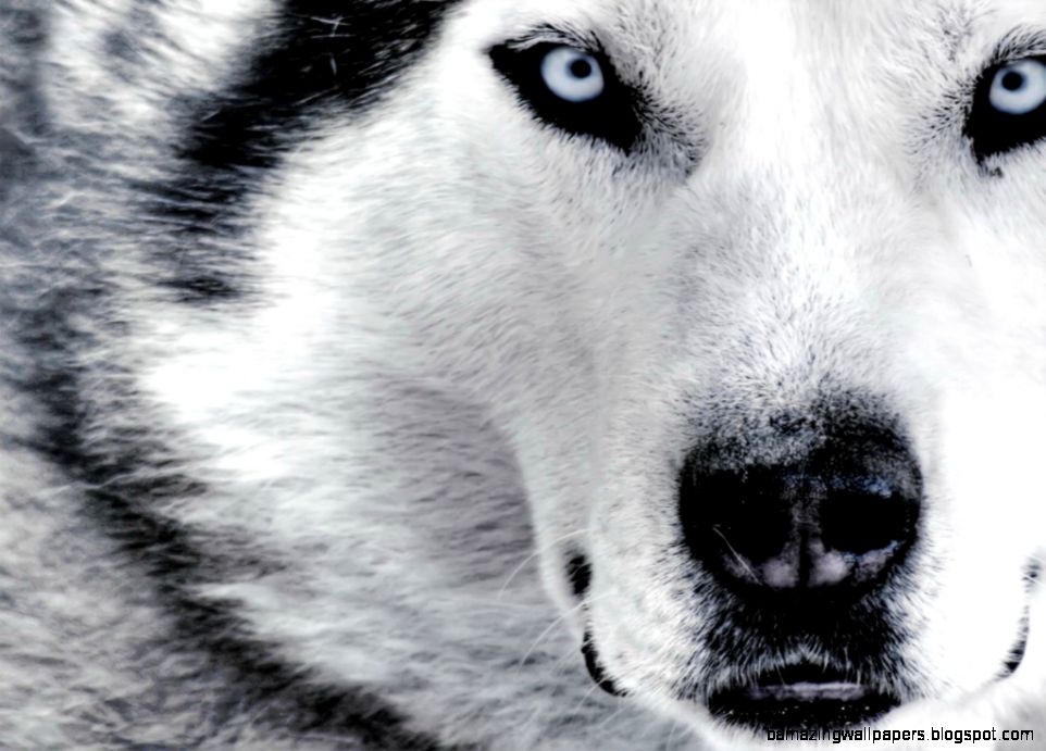 animals beasts beautiful wolf nature thread gooo 642554 animals beasts beautiful wolf nature thread gooo 642554