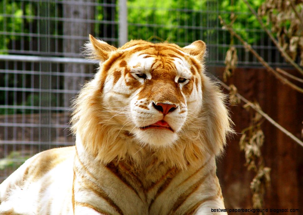 Cute golden tiger Flickr Photo Sharing Cute golden tiger Flickr Photo Sharing