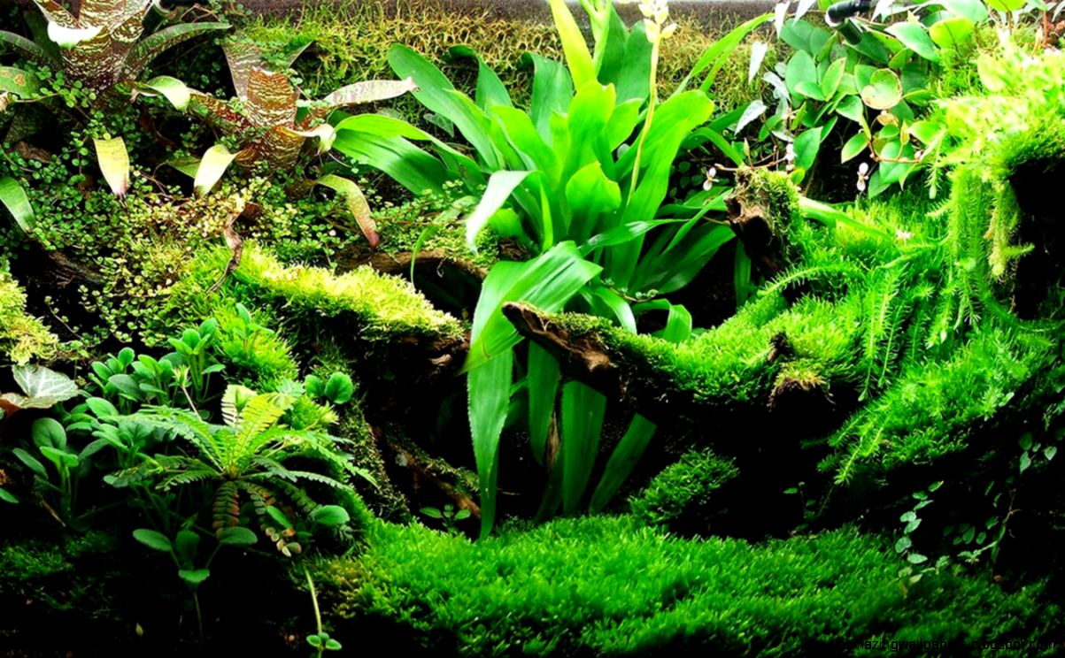 Cozy Best Background For Freshwater Aquarium for Gamers