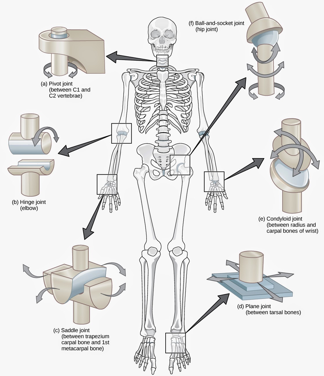 movable joints