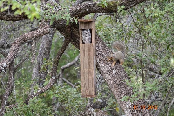 screech owl squirrel nest link box