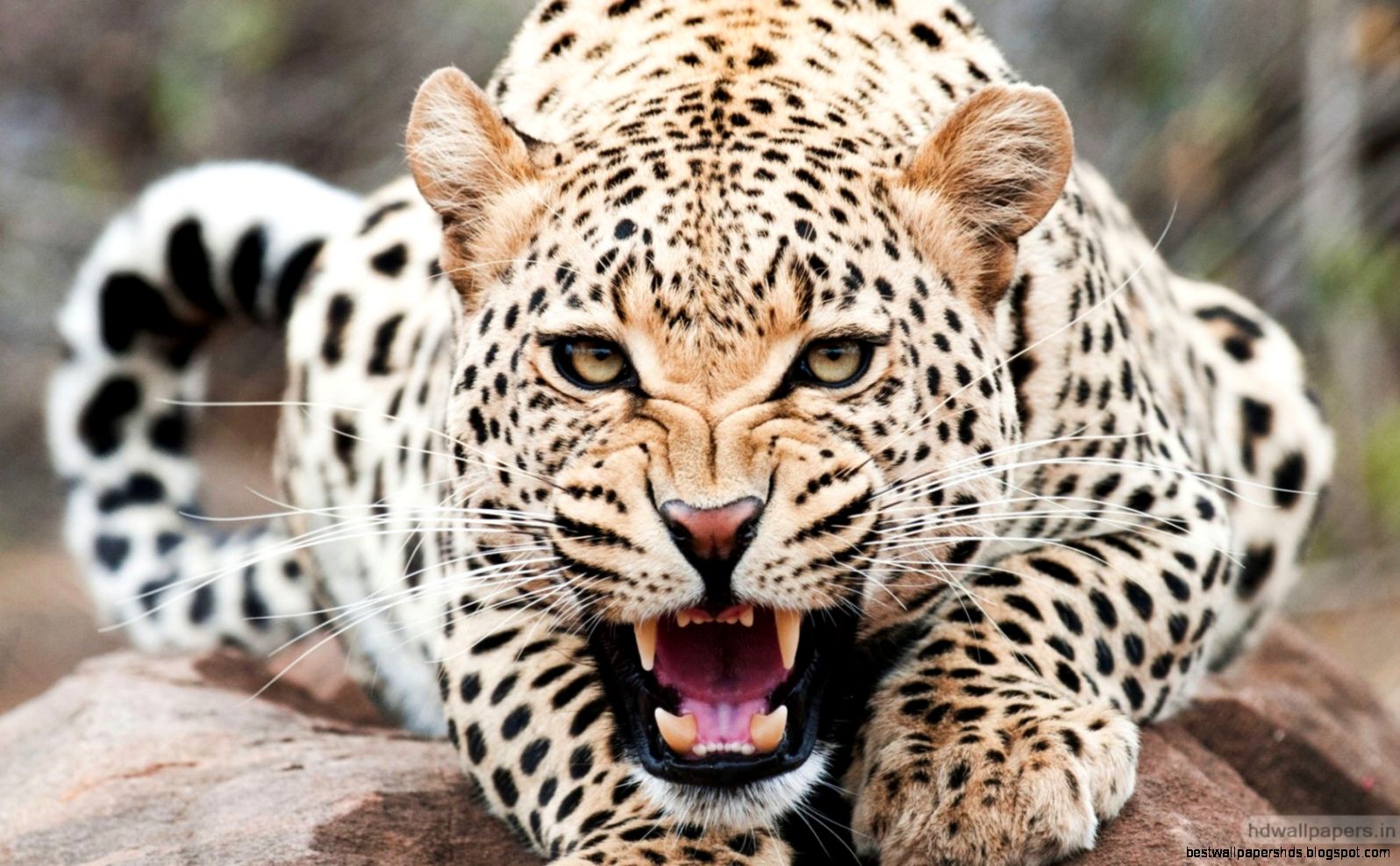 cheetah wallpaper cheetah wallpaper