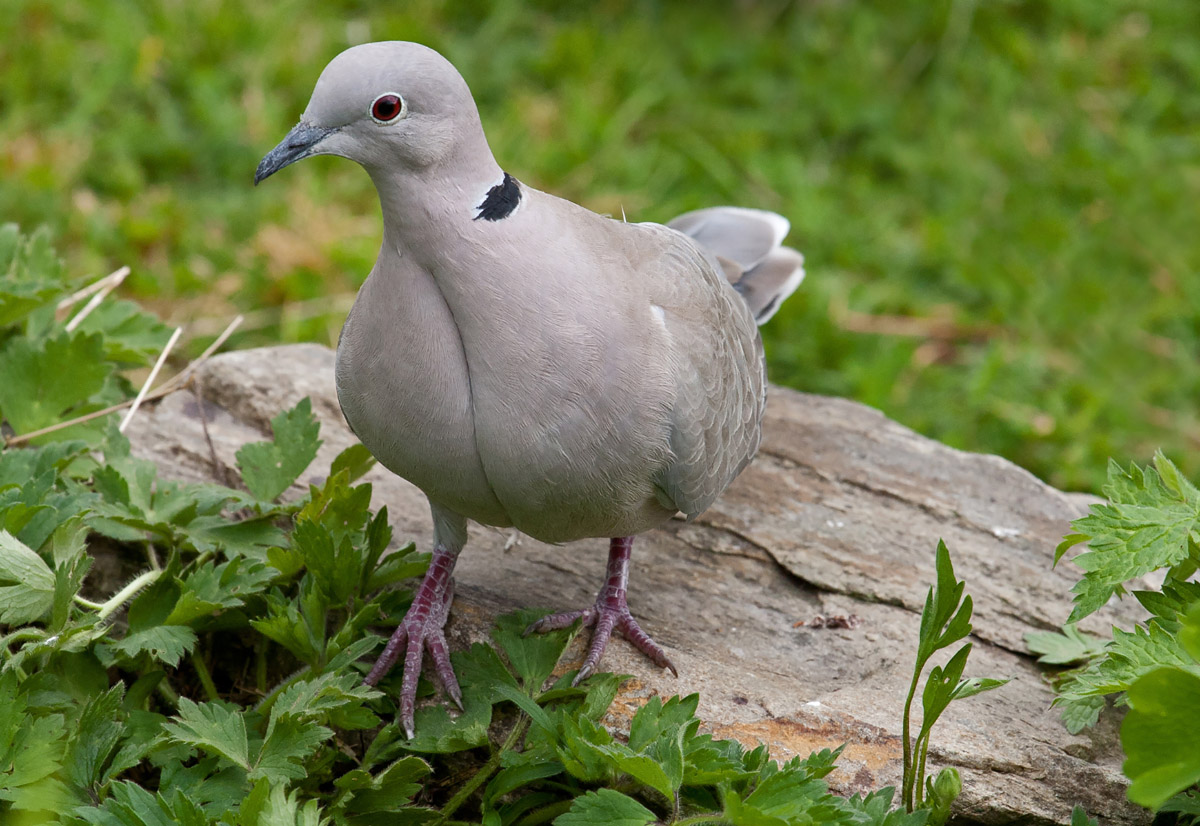 Irish Wildlife Photography