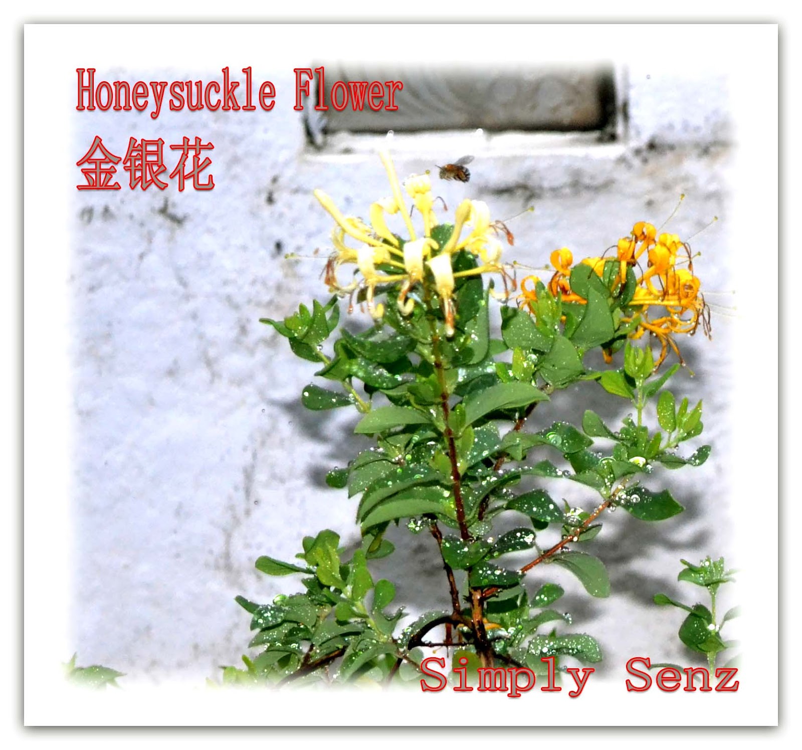 Simply Senz Antiinflammatory herb Honeysuckle flower