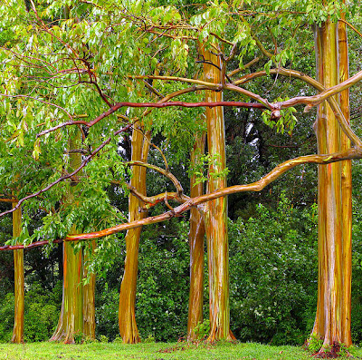 Rainbow Eucalyptus