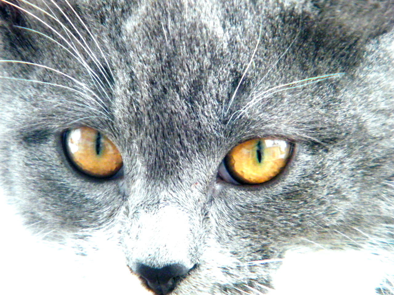 Cats With Colds