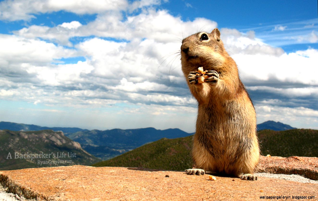 A Backpacker39s Life Photography Chipmunk Near Trail Ridge Road A Backpacker39s Life Photography Chipmunk Near Trail Ridge Road