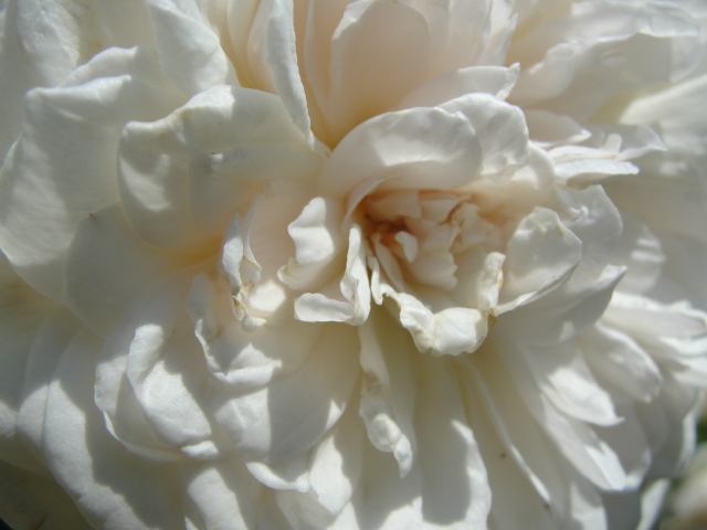 15 Best Deciduous Azaleas Images Azaleas Rhododendron Colorful