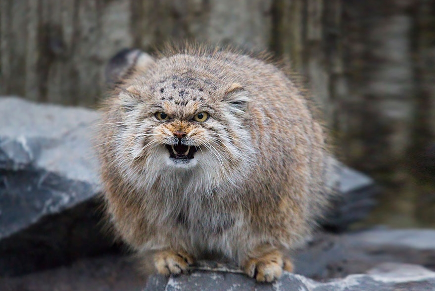 White Wolf This Mongolian Cat Is The Most Expressive Cat In The World