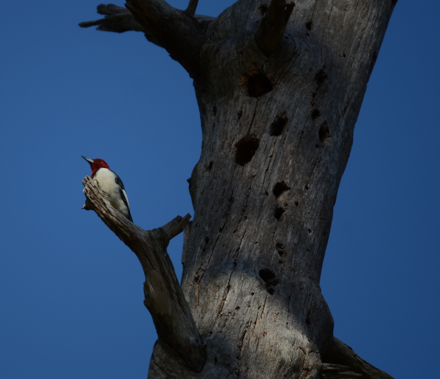 Ohio Birds and Biodiversity: Red-cockaded Woodpecker