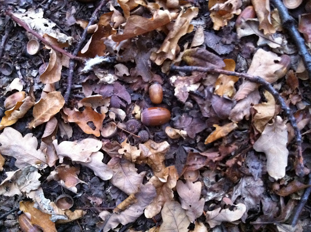 Autumn leaves and acorns