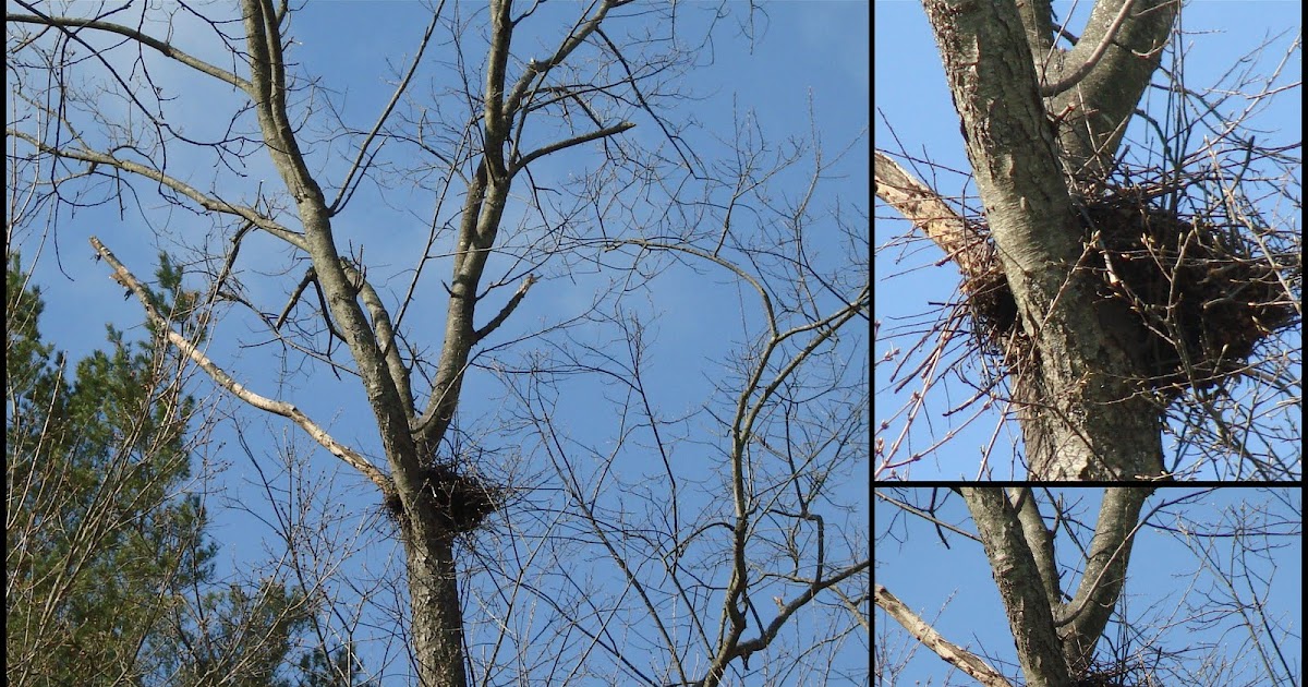 Photography By Ginny April 18, 2011Squirrel's NestBirds