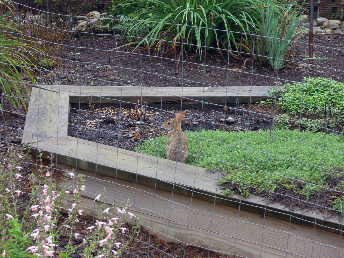 Moristotle & Co. Rabbit climbs wall