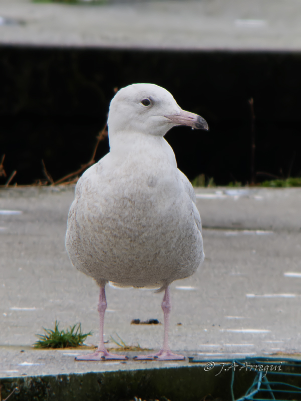 Gavion hiperboreo, Larus hyperboreus, Glaucous gull Gavion hiperboreo, Larus hyperboreus, Glaucous gull