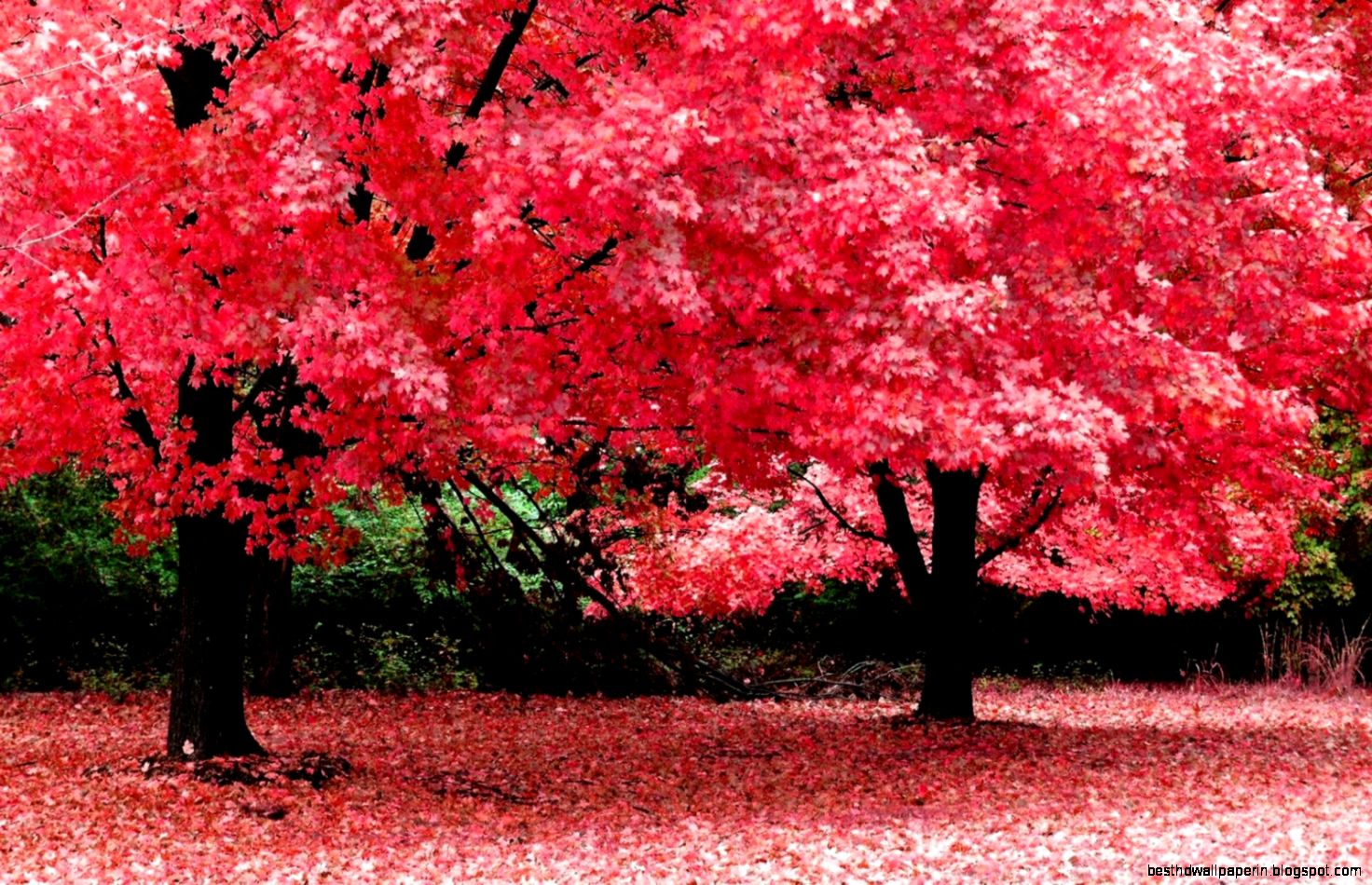 Download Autumn Fantasy High Resolution Widescreen Nature Download Autumn Fantasy High Resolution Widescreen Nature