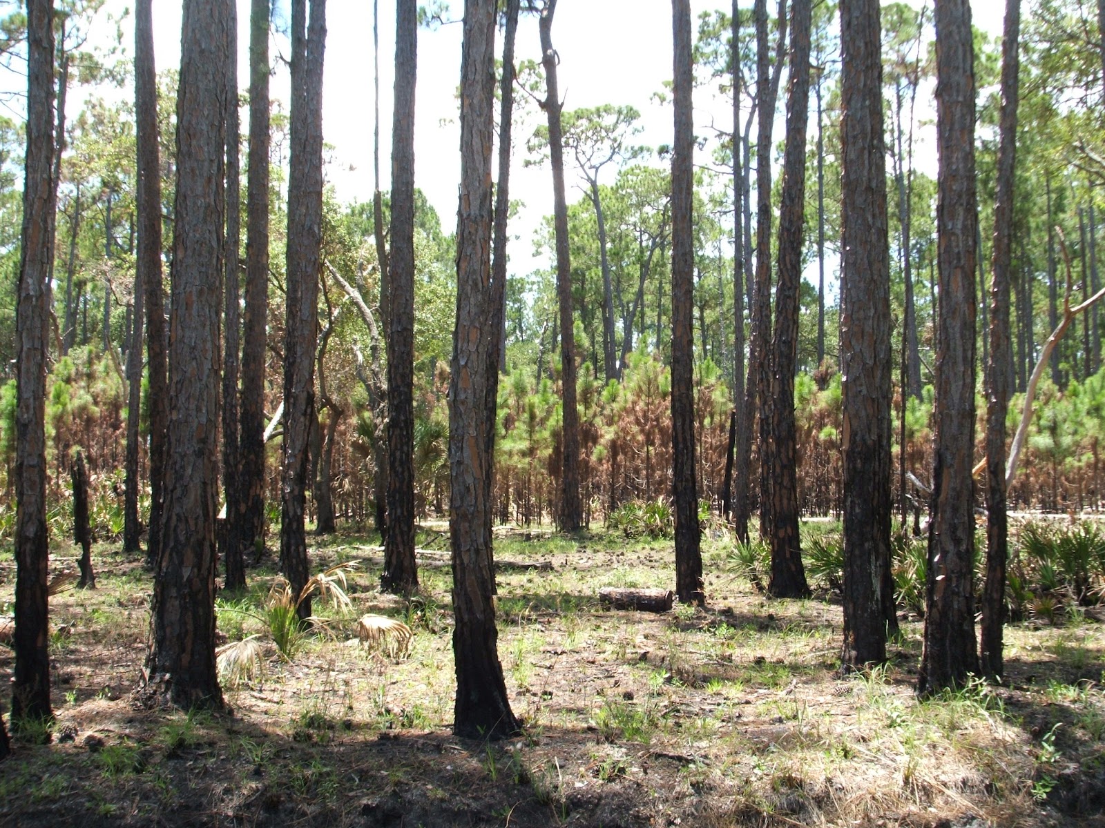 Florida's Natural Habitats Florida's Natural Habitats part 1