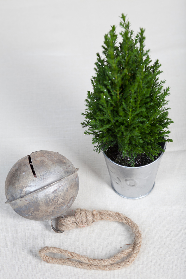 Those mini christmas trees from Trader's Joe's? Bonsai Nut