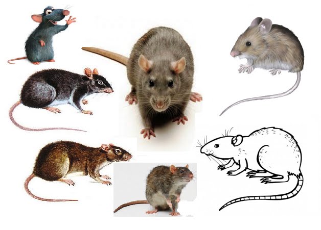 CHIQUIÁN Y SUS AMIGOS / Armando Alvarado Balarezo (Nalo): CUENTOS A