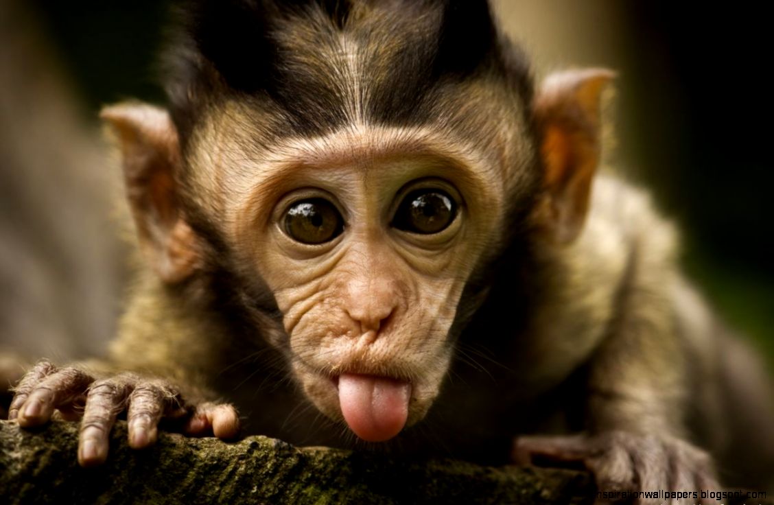 Monkey Sticking Tongue Out Monkey Sticking Tongue Out