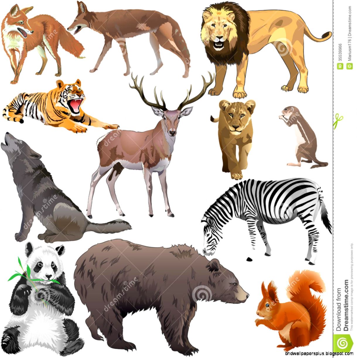 Wild Animals Pictures Wild Animals Pictures