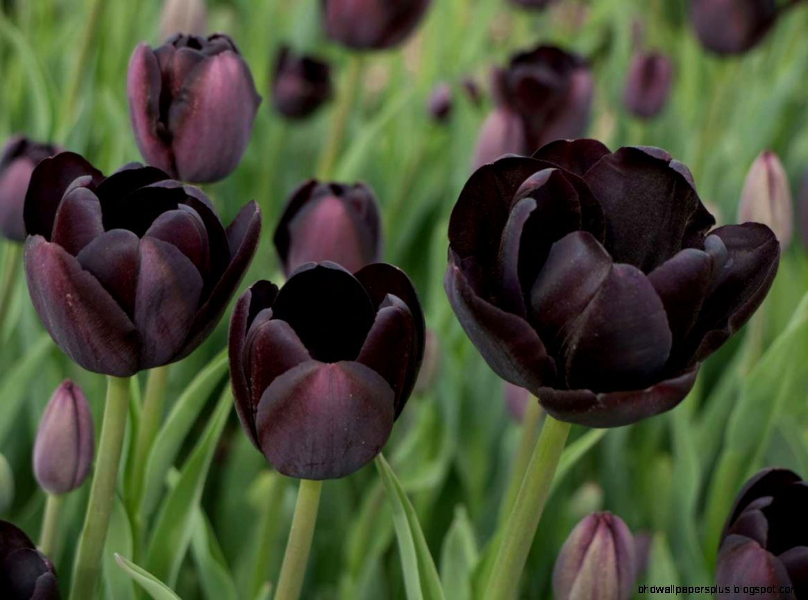 Black flowers for your garden Saga Black flowers for your garden Saga