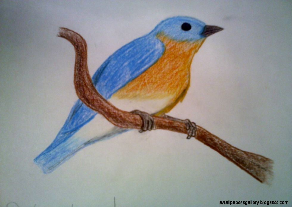 Bird Drawing 2 by Shel Shock on DeviantArt Bird Drawing 2 by Shel Shock on DeviantArt