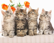 Maine Coon Cat Pictures. One in every of the oldest natural breeds in north . maine coon cat