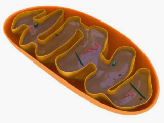 mitokondri nedir, mitokondrinin görevleri