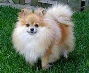 Pic Of Pomeranian