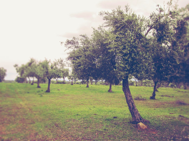 trees, extremadura, jerte, olivo, olive trees