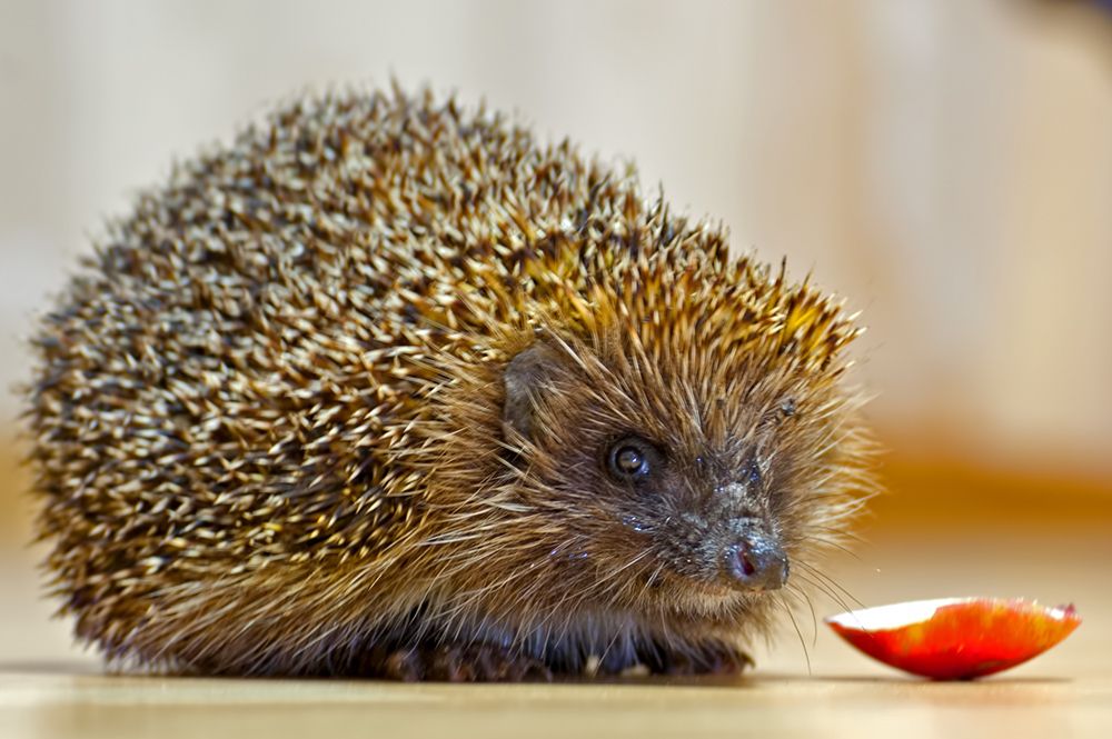 20 Hedgehog Photos Best Photography, Art, Landscapes and
