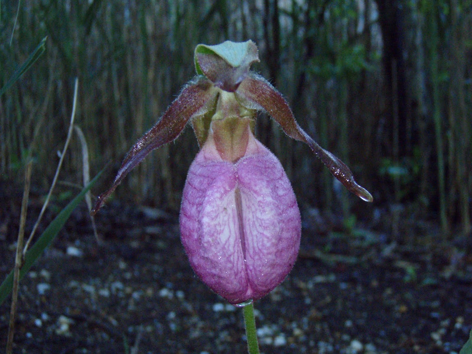 Plants and Wildlife of New Jersey Pink Lady's SlipperCypripedium acaule