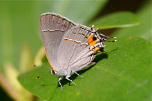 Gray Hairstreak