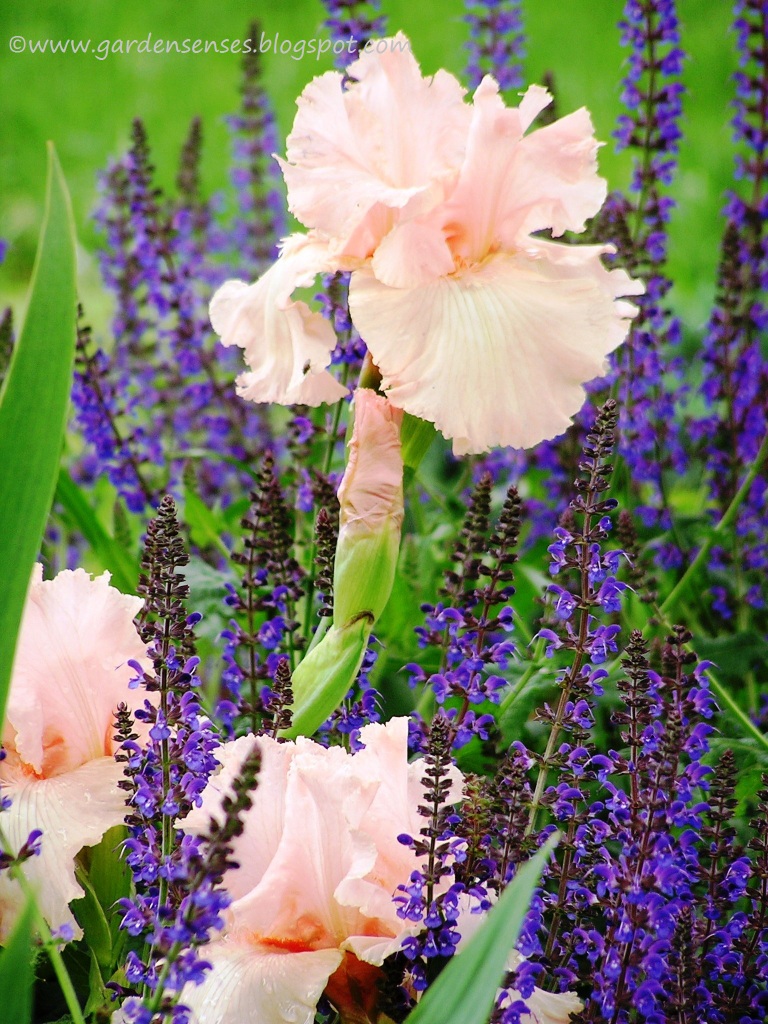 Garden Sense Spring Combinations II