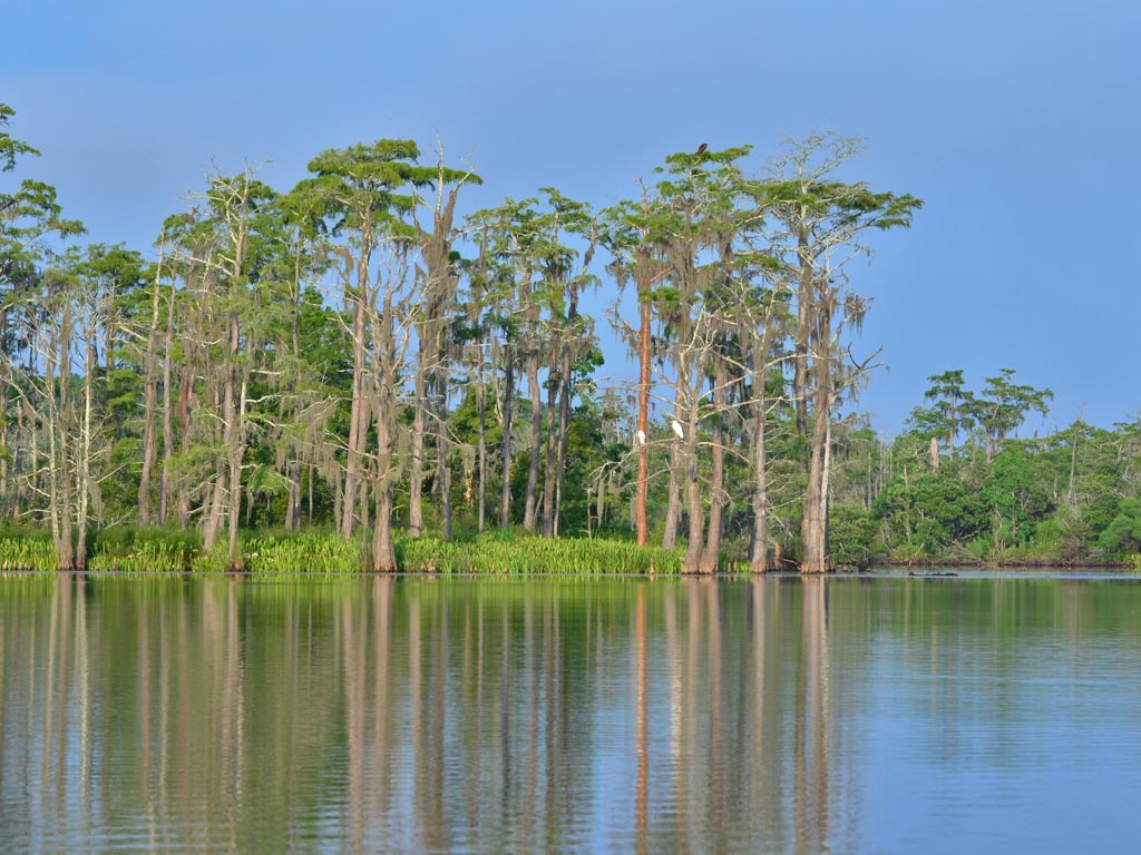 Kayaking the MobileTensaw River Delta 07/29/2013 Rabbit Creek
