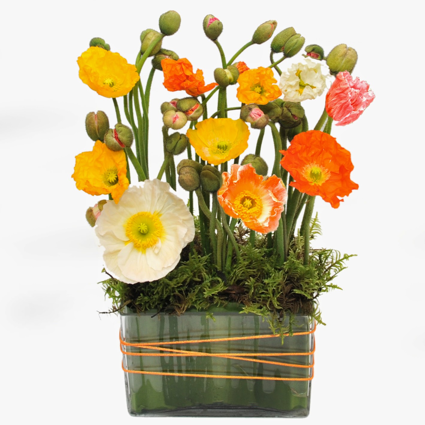 Urban Flower Urban Flower's Garden Collection