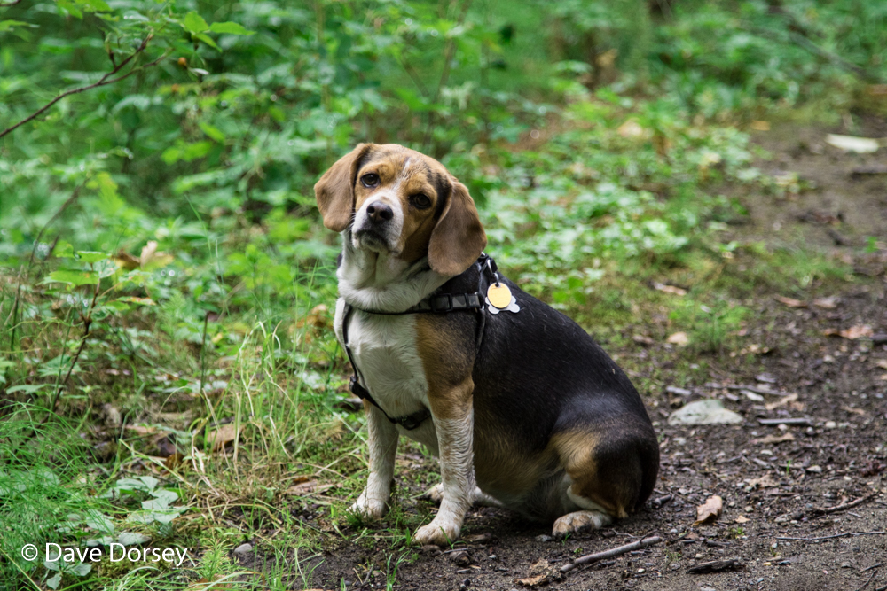 Though Every Dog In Quebec May Bark In His Favour Though Every Dog In Quebec May Bark In His Favour