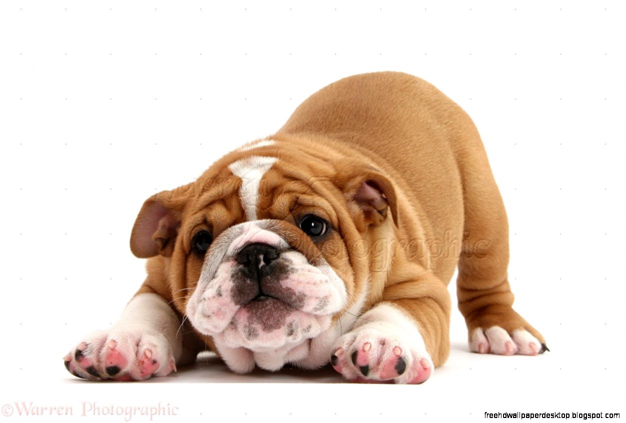 Cute Bulldog Puppies Cute Bulldog Puppies