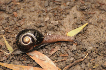 Otway Black Snail