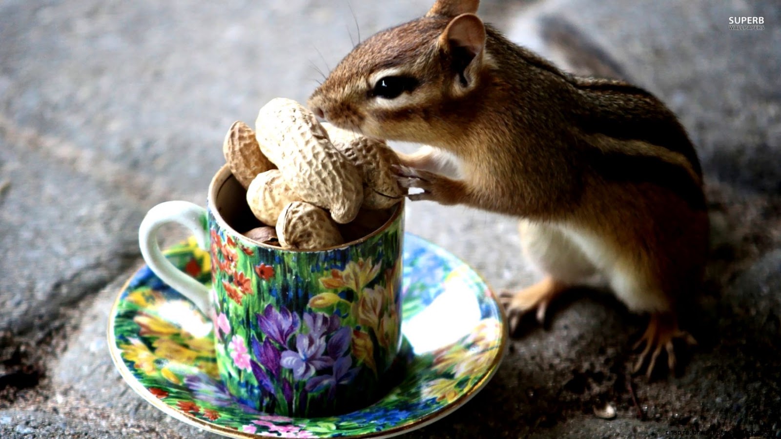 Chipmunk with a cup of nuts wallpaper 1920x1080 Chipmunk with a cup of nuts wallpaper 1920x1080