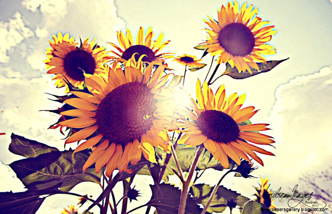 Vintage Sunflowers Tumblr Related Keywords Suggestions Vintage Vintage Sunflowers Tumblr Related Keywords Suggestions Vintage