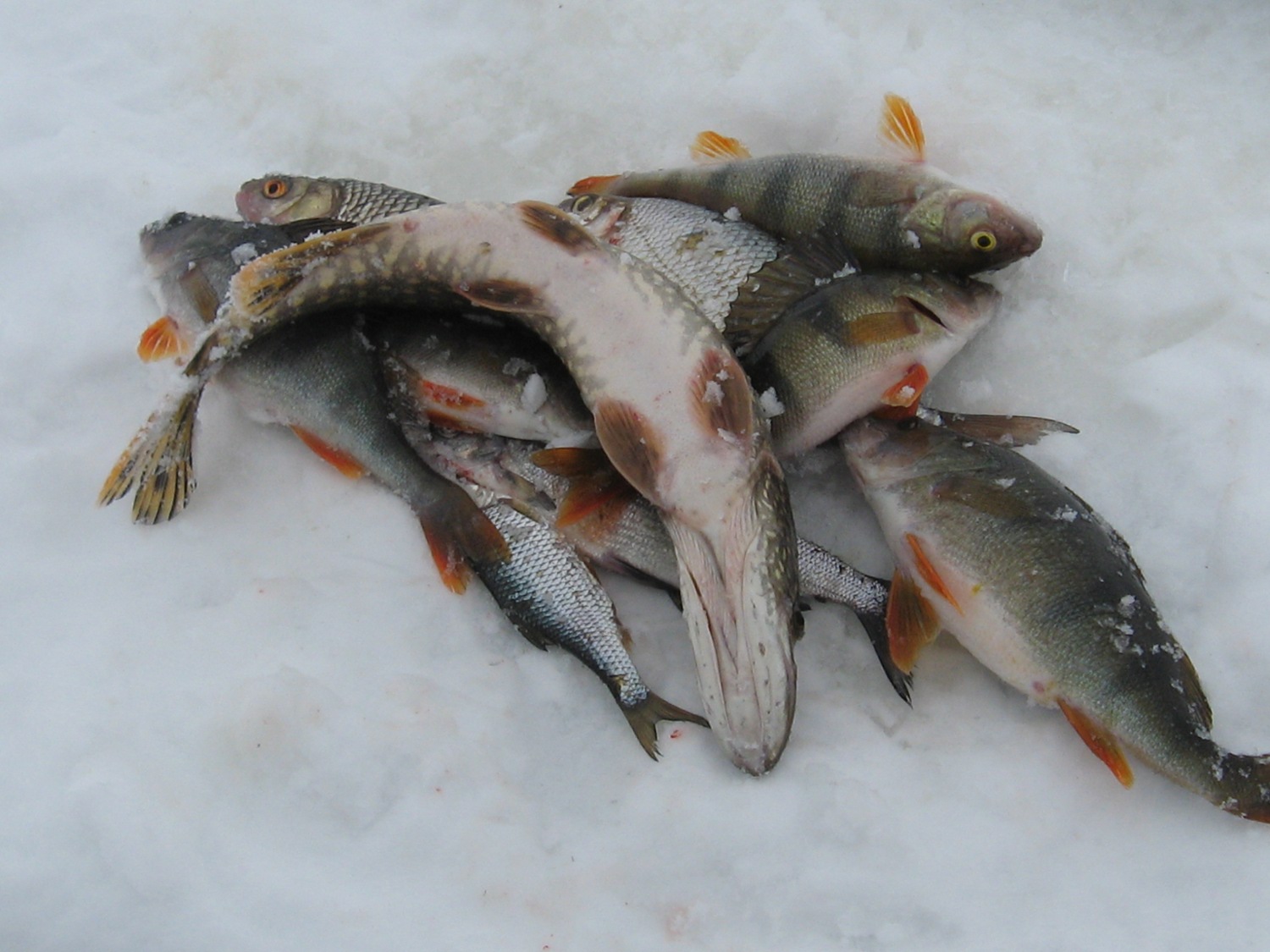 Фото Рыбы Зима