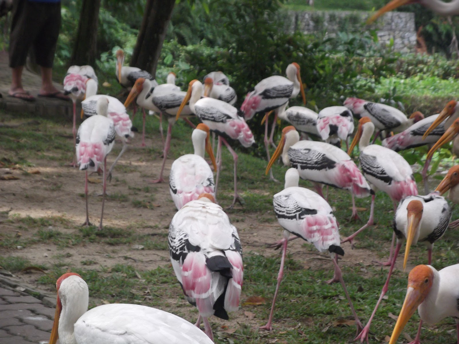 What Am I ThiNkiNg??: ZOO NEGARA outing..