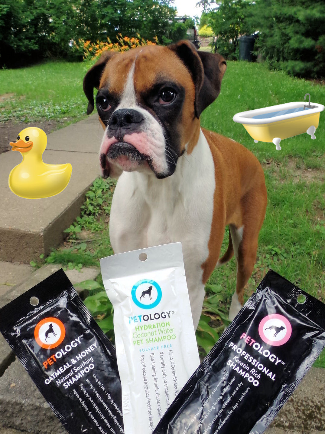 Dog Madness Petology Shampoos Combines Nature And Technology To