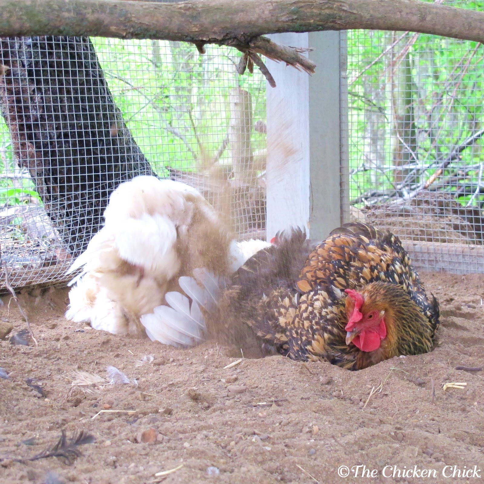 5 Tips for a Cleaner Coop with Less Effort The Chicken Chick®
