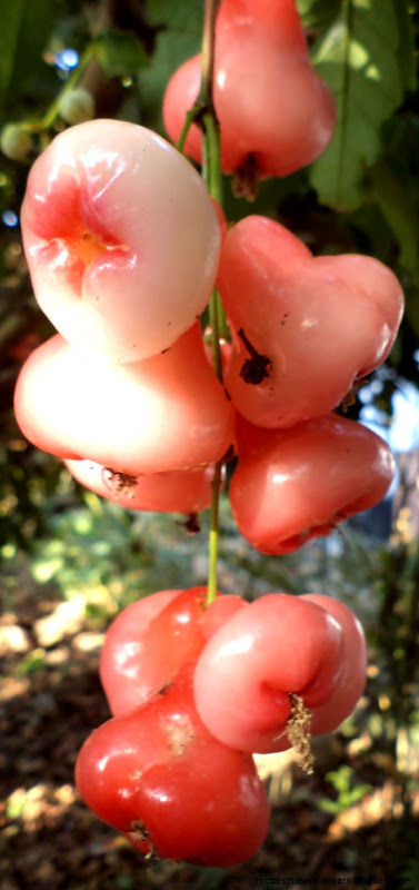 Mouthwatering Food Recipes 221 LOVE APPLE PICKLE Mouthwatering Food Recipes 221 LOVE APPLE PICKLE